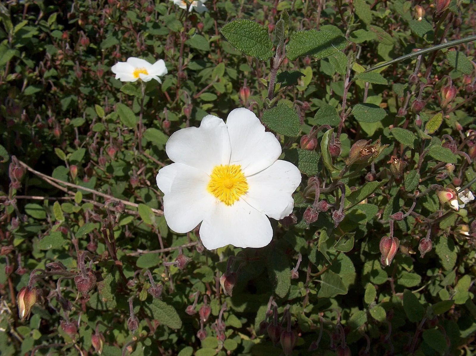 Fiore bianco di cisto femmina (Cistus salviifolius) con il centro giallo, tra le foglie e i boccioli della pianta