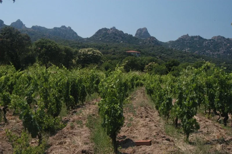 Filari di vite in un vigneto ad Aggius, in Gallura, con macchia mediterranea e montagne di granito sullo sfondo